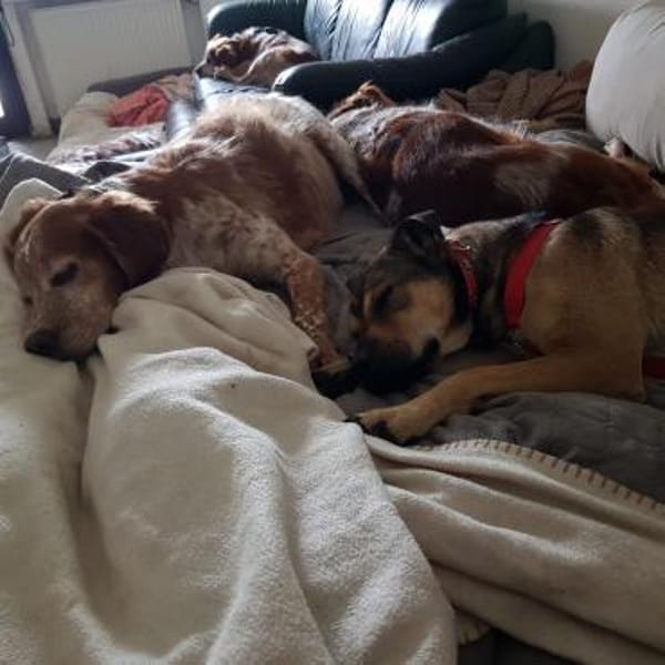 Terry:Jetzt werde ich auch Familienhund