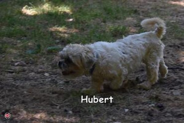 HUBERT