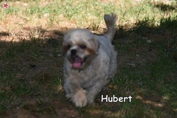 HUBERT