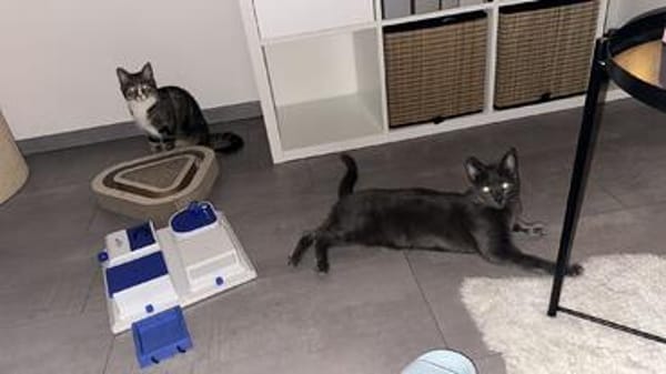 Tayo u. Gloria suchen ein liebevolles Zuhause