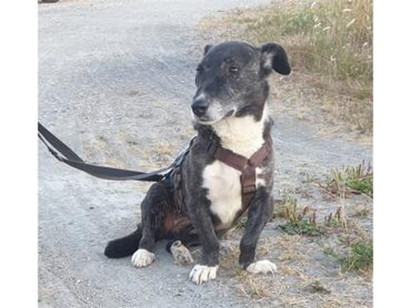 Suki2 - wartet in 59199 Bönen/Kreis Unna
