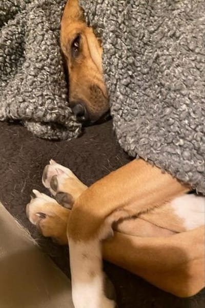 Freddi  ein richtig toller Hundekumpel