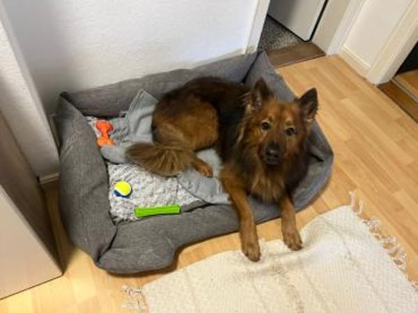 Tiefbauexperte Odin