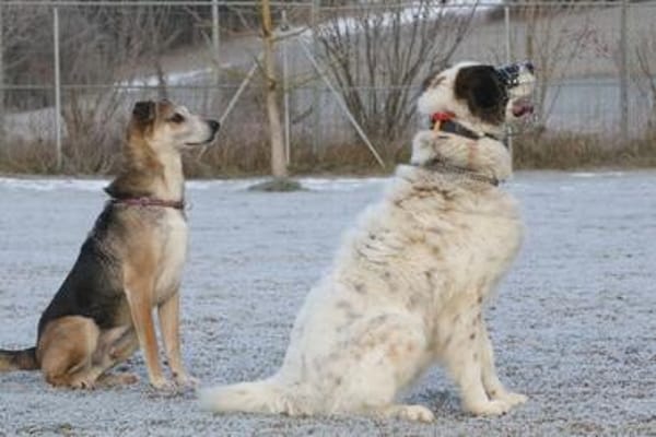 Rudi sucht Partner fürs Leben!