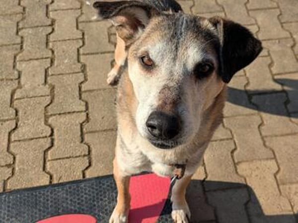 Rudi sucht Partner fürs Leben!