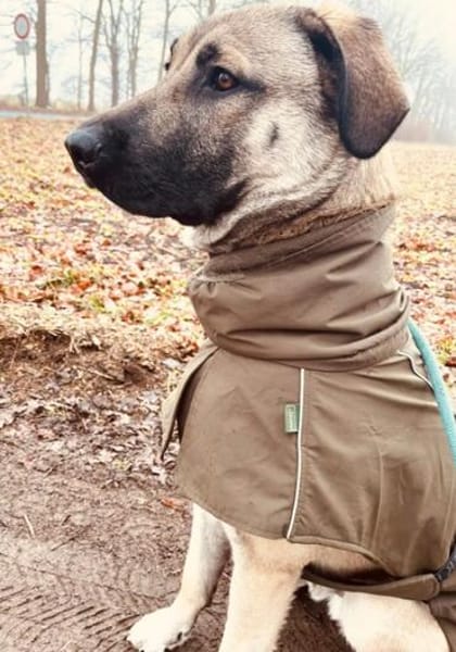 fröhlicher Junghund MYCROFT