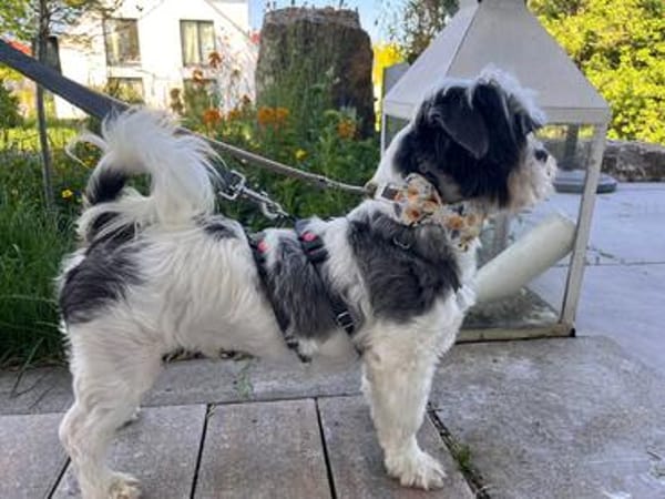 verschmuster Alvin sucht seine Menschen