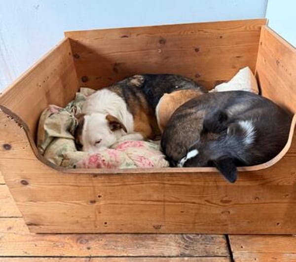 Pippa sucht ihre Menschen