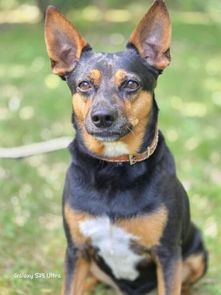 🐾 Simba  kluger Herzenshund sucht seinen Menschen 🐾