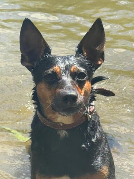 🐾 Simba  kluger Herzenshund sucht seinen Menschen 🐾