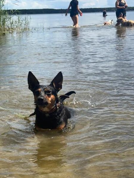 🐾 Simba  kluger Herzenshund sucht seinen Menschen 🐾