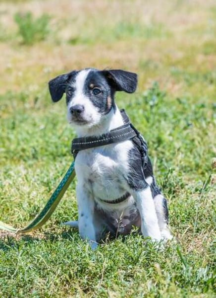 Bohem - fröhlicher kleiner Hundejunge