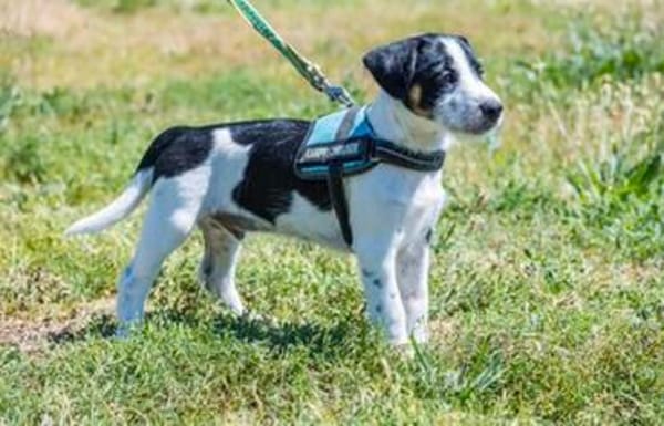 Bohem - fröhlicher kleiner Hundejunge