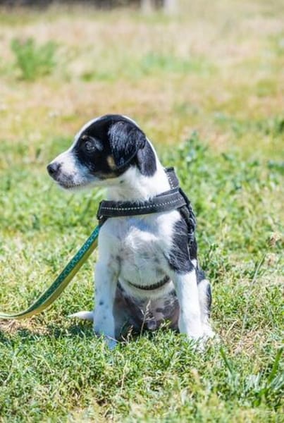 Bohem - fröhlicher kleiner Hundejunge
