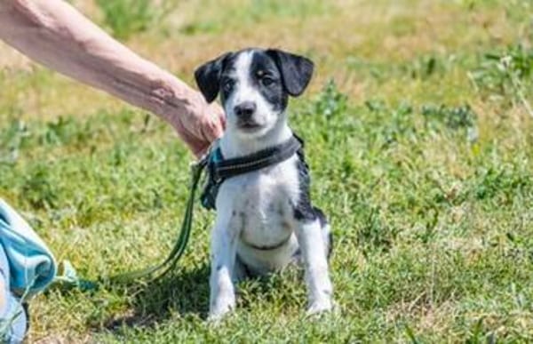 Bohem - fröhlicher kleiner Hundejunge