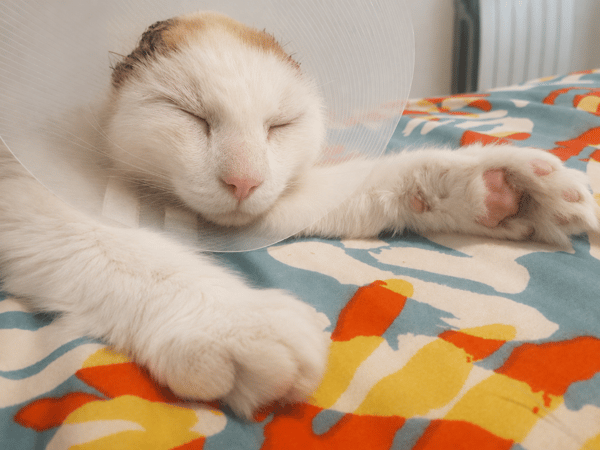 COTON QCT