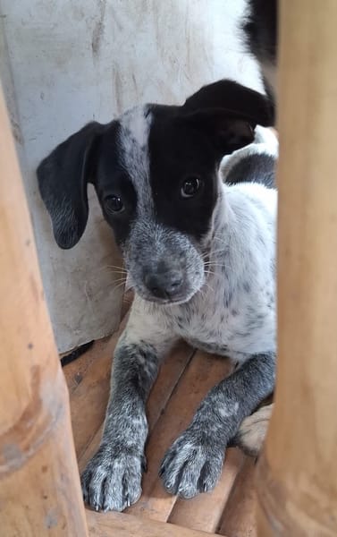 MILOU, chiot mâle Croisé Épagneul Breton