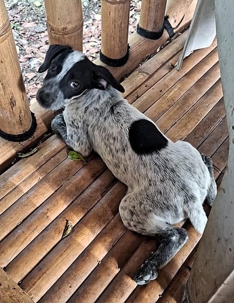 MILOU, chiot mâle Croisé Épagneul Breton