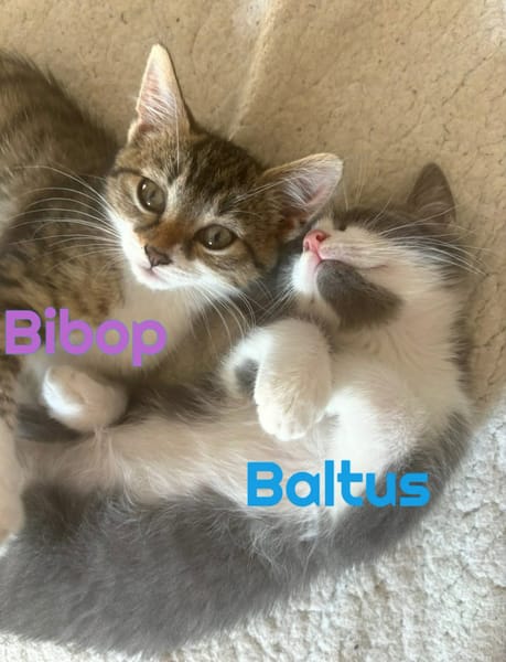 BALTUS et BIBOP - Double adoption