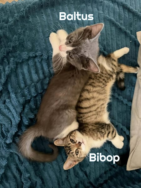 BALTUS et BIBOP - Double adoption