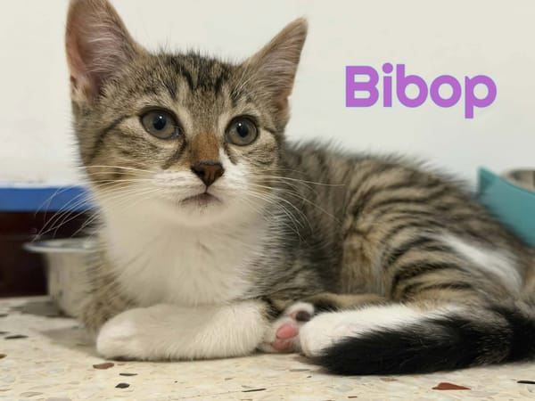 BIBOP et BALTUS  Double adoption