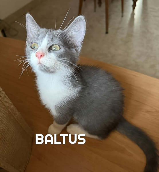 BIBOP et BALTUS  Double adoption