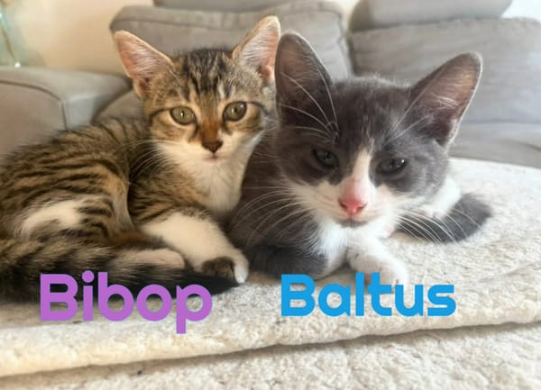 BIBOP et BALTUS  Double adoption