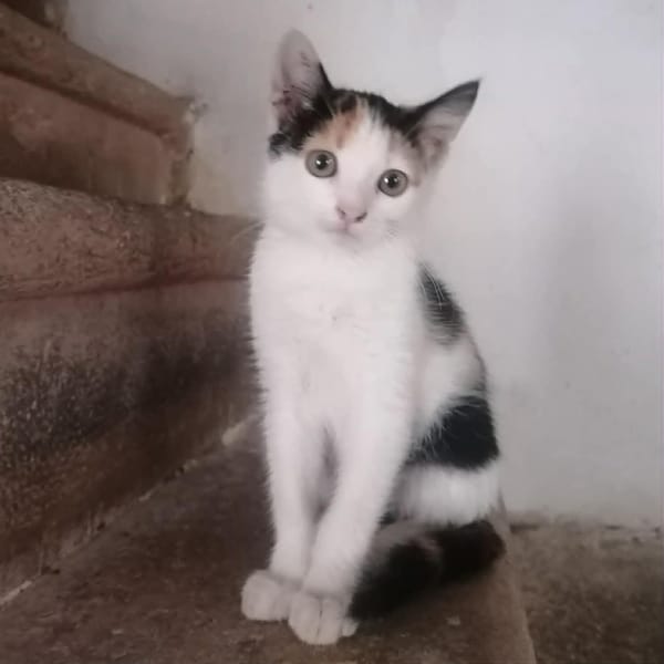 ADA