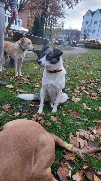 LAYLA  auf PS in 25421  Pinneberg