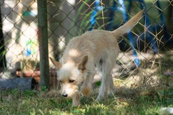 Kleiner liebevoller Begleiter sucht Mensch