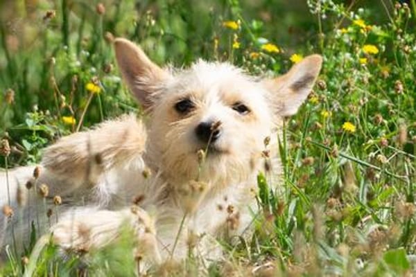 Kleiner liebevoller Begleiter sucht Mensch