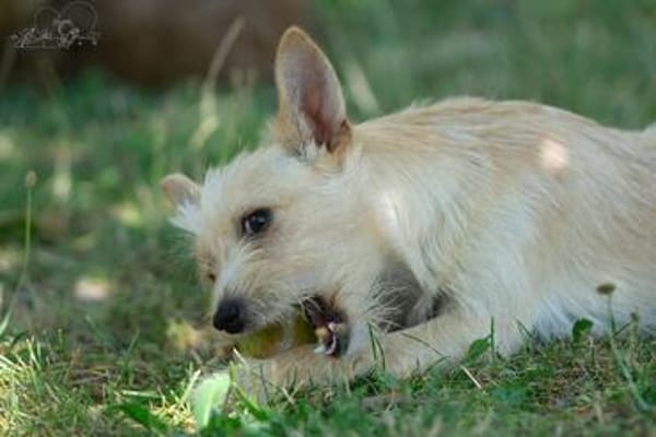 Kleiner liebevoller Begleiter sucht Mensch