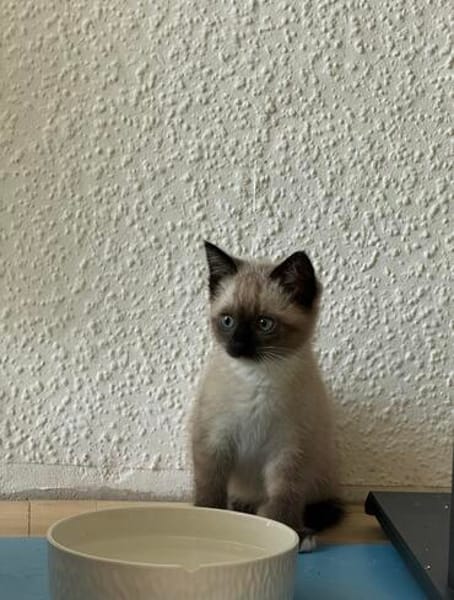 Lou sucht ihr Für-immer-Zuhause