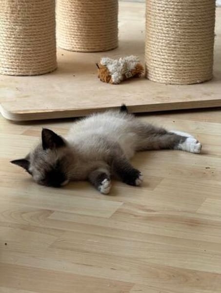 Lou sucht ihr Für-immer-Zuhause