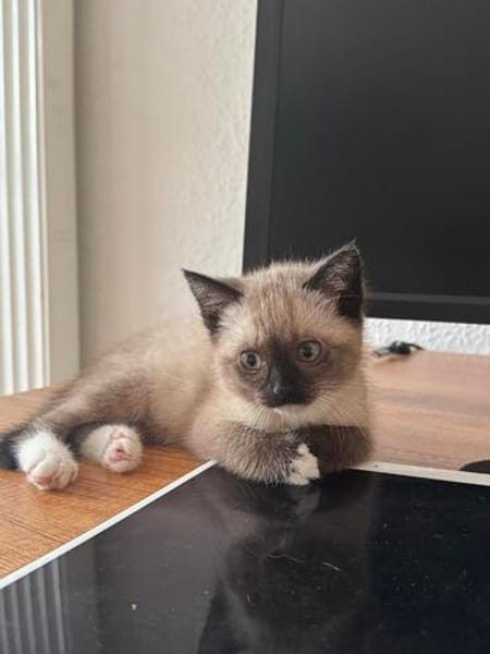 Lou sucht ihr Für-immer-Zuhause