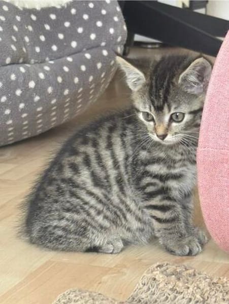 Milo sucht sein Für-immer-Zuhause