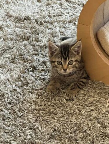 Milo sucht sein Für-immer-Zuhause