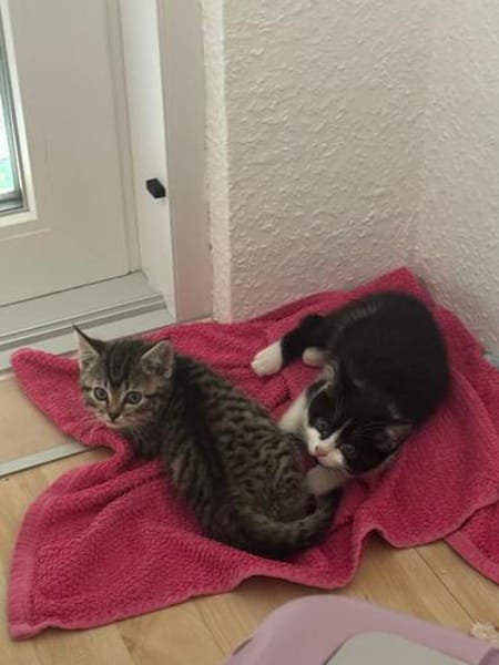 Milo sucht sein Für-immer-Zuhause
