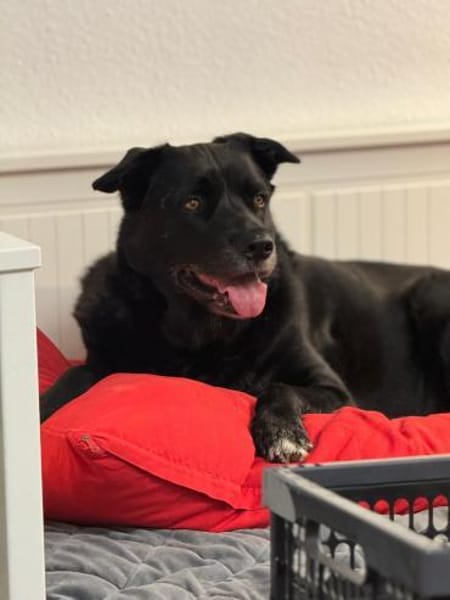 Pumba