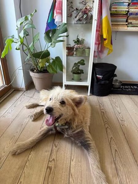 Chance, sanfter Riese sucht neues Zuhause