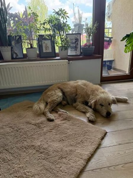 Chance, sanfter Riese sucht neues Zuhause