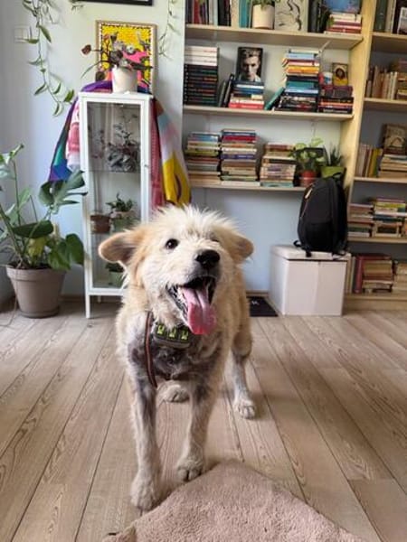 Chance, sanfter Riese sucht neues Zuhause