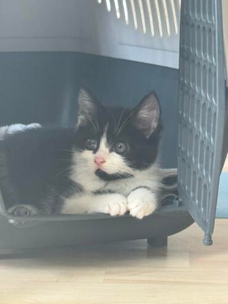 Minou sucht sein Für-immer-Zuhause