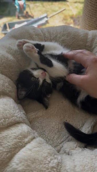 Minou sucht sein Für-immer-Zuhause
