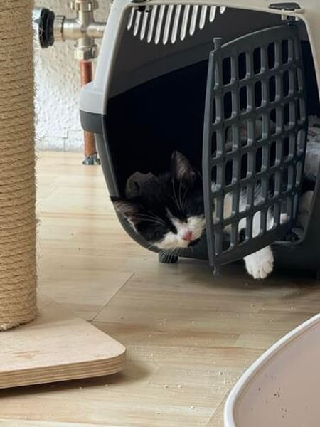 Minou sucht sein Für-immer-Zuhause