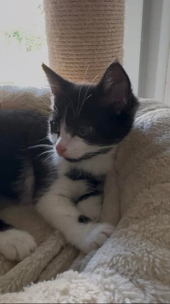 Minou sucht sein Für-immer-Zuhause