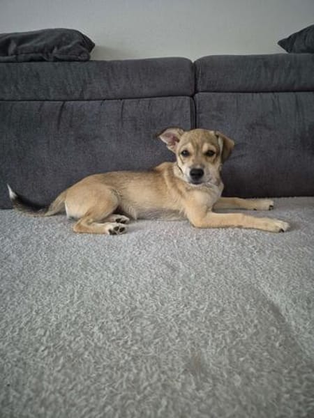 Pippa - zarte Hundewelpin 🐕