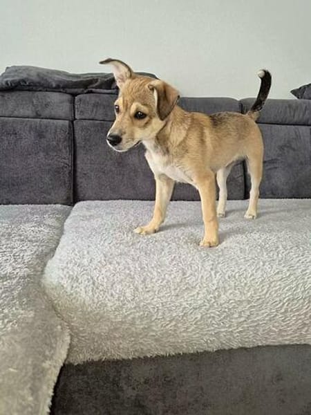 Pippa - zarte Hundewelpin 🐕