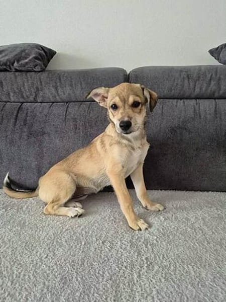 Pippa - zarte Hundewelpin 🐕