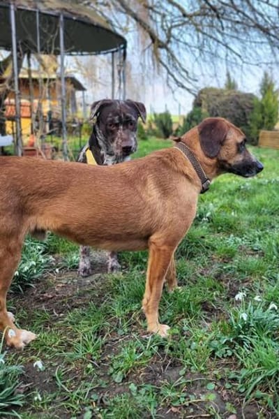 Sanfter Rüde ♥Amigo♥ erwartet dich schon in 74749 Rosenberg